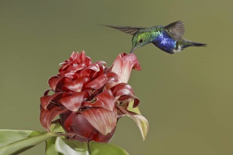 Violet-bellied Hummingbird (Juliamyia julie), Ecuador