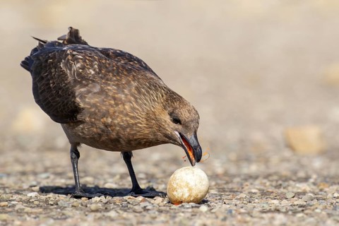 Brown (Subantarctic) Skua (Stercorarius antarcticus lonnbergi) scavenge for food near a penguin