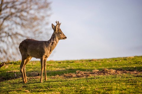 One young Roe Deer buck, (Capreolus capreolus), stands on a meadow