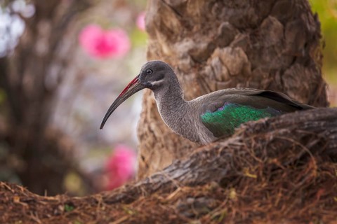Hadada Ibis (Bostrychia hagedash), Spain