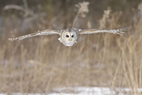 Barred Owl (Strix varia) flying, Ontario, Canada