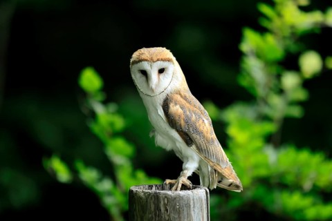 Barn owl (Tyto alba), adult, watchful, on guard, in summer, Šumava, Czech Republic