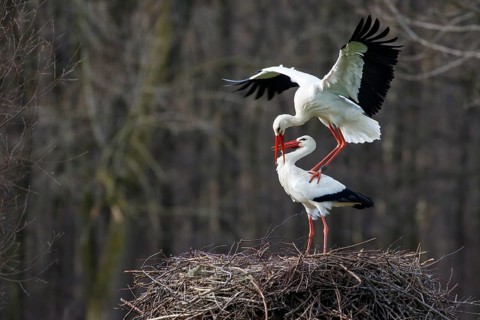 White Stork (Ciconia ciconia) pair mating, North Rhine-Westphalia, Germany