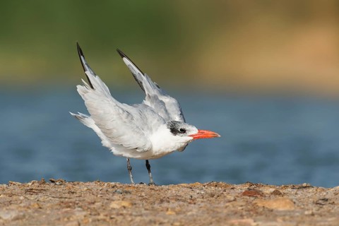 Caspian Tern (Hydroprogne caspia), Eilat, Israel