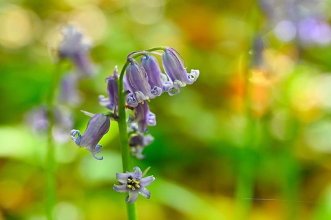 Flowering wood hyacinth (Hyacinthoides non-scripta), Lower Rhine, North Rhine-Westphalia, Germany