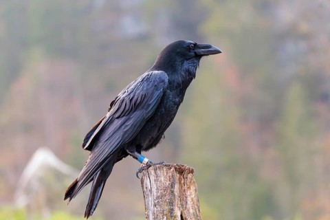 A common raven (Corvus corax) perches on an old fence post. Austria