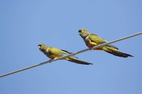 Burrowing Parrot (Cyanoliseus patagonus), Chubut, Argentina