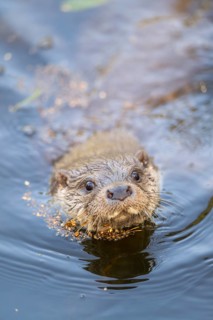 Eurasian otter (Lutra lutra) swimming in the water, Hesse, Germany