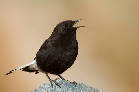 Black Wheatear - Trauersteinschmätzer - Oenanthe leucura ssp. riggenbachi, Morocco, adult male