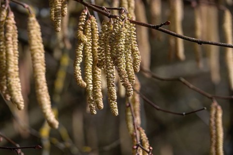 Common hazel (Corylus avellana) flowers, Franconia, Bavaria, Germany