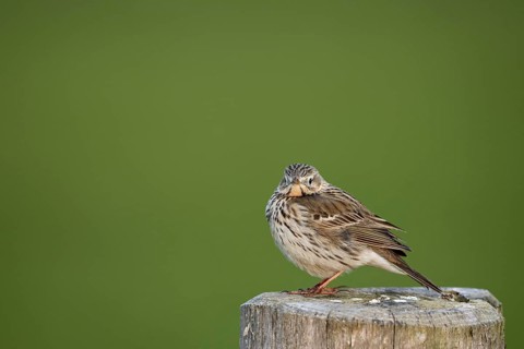 Meadow Pipit (Anthus pratensis), Ochsenmoor, Dümmer, Lemförde, Lower Saxony, Germany