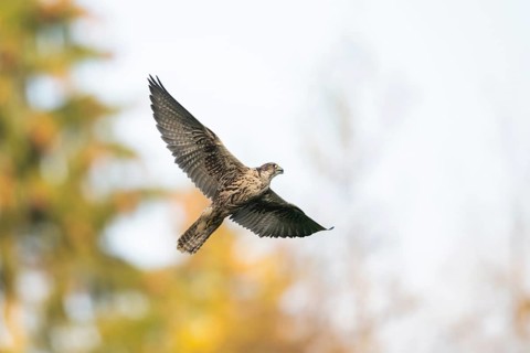 Peregrine falcon (Falco peregrinus) flying, autumn, Bavaria, Germany
