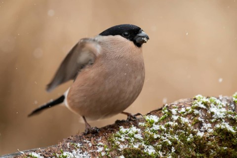 Eurasian Bullfinch (Pyrrhula pyrrhula) female perched on a branch, Lower Saxony, Germany