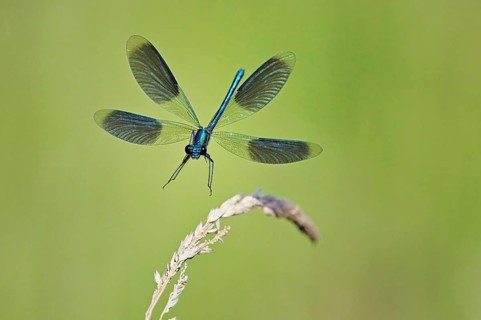 Banded demoiselle (Calopteryx splendens), male approaching a blade of grass, Switzerland