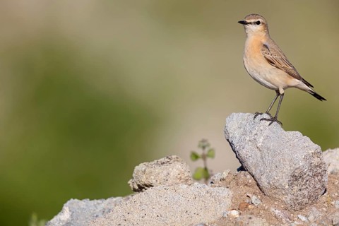 Isabellsteinschmätzer, Isabelline Wheatear, Oenanthe isabellina, Traquet isabelle, Collalba Isabel