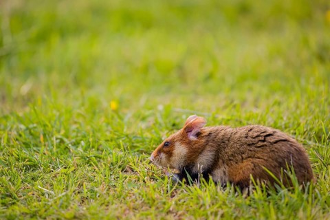 A European hamster (Cricetus cricetus), Eurasian hamster, black-bellied hamster or common hamster,