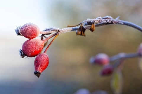 3 rose hips with hoarfrost in autumn, Saxony, Germany