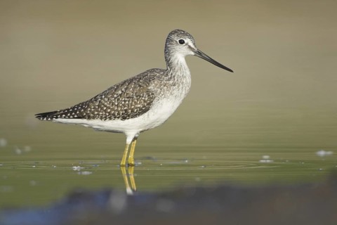 Greater Yellowlegs (Tringa melanoleuca), British Columbia, Canada