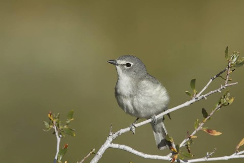 Plumbeous Vireo (Vireo plumbeus), California, USA