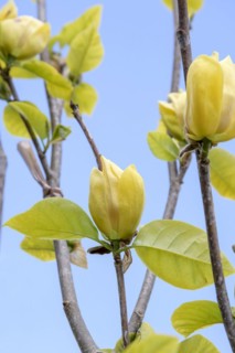 Magnolia × brooklynensis 'Yellow Bird', BHG, Lübben, Brandenburg, Germany
