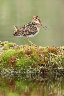 Wilson's Snipe (Gallinago delicata), British Columbia, Canada