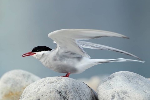 Küstenseeschwalbe, lat. Sterna paradisaea, auf rund geschliffenen Steinen am Strand zum Abflug