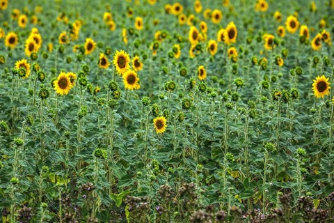Sunflowers (Helianthus annuus), sunflower field, Provence, France