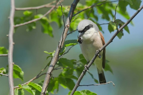 Red-backed Shrike (Lanius collurio) male with bumblebee prey in beak, Liguria, Italy