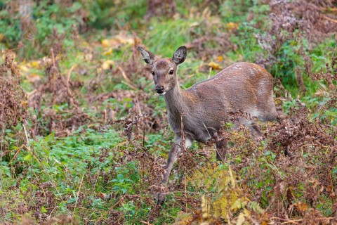 A female sika deer (Cervus nippon) stands in hilly terrain in a clearing overgrown with ferns and