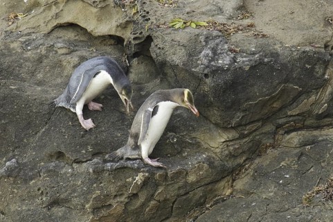 Yellow-eyed Penguin (Megadyptes antipodes), New Zealand