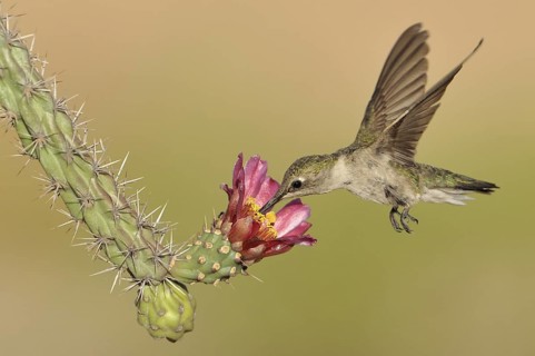 Black-chinned Hummingbird (Archilochus alexandri), Arizona, USA