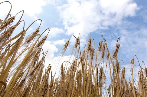 Nauen, 07.07.14, JE, barley in a cornfield