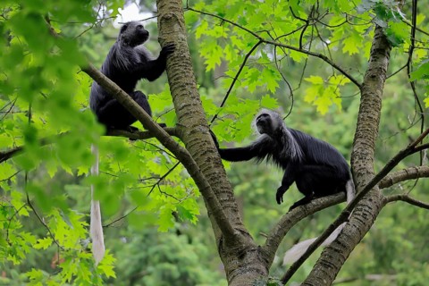 White-bearded snub-nosed monkey (Colobus polykomos), adult, two, sitting, on tree, foraging,