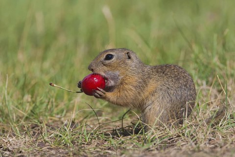 Ziesel, Spermophilus citellus, European ground squirrel