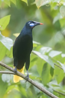 Black Oropendola (Psarocolius guatimozinus) perched on a branch in Panama