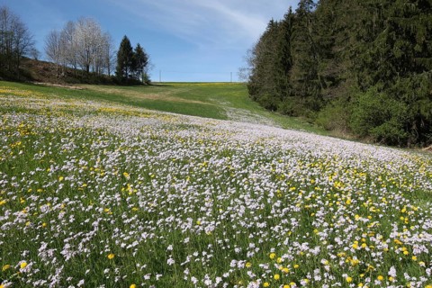 Meadowfoam (Cardamine pratensis) Allgäu, Bavaria, Germany, Allgäu, Bavaria, Germany
