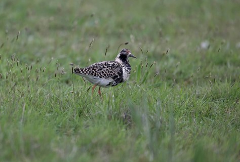 Ruff (Philomachus pugnax) in a meadow, Texel, North Holland, Netherlands