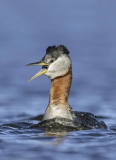 Red-necked Grebe (Podiceps grisegena) calling, Alaska, USA