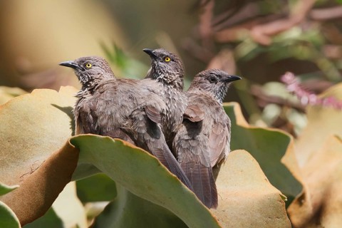 Arrow-marked Babbler (Turdoides jardineii), Lake Baringo, Kenya