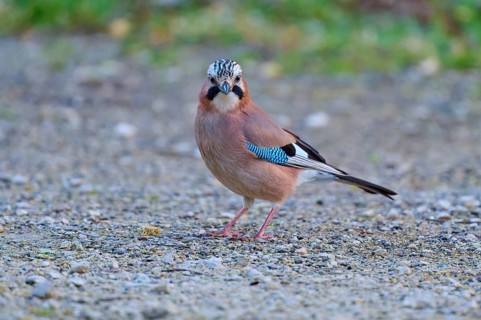 Eurasian Jay looking directly into the camera, showing colourful plumage on gravel, jay (Garrulus