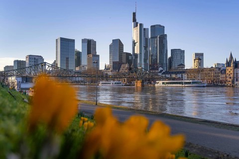 The yellow crocuses on the banks of the Main in Frankfurt are beginning to bloom and announce