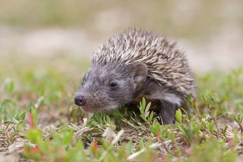 Brown-breasted hedgehog, Western hedgehog, hedgehog family, (Erinaceus europaeus), Western European