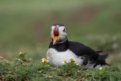 Atlantic puffin (Fratercula arctica) adult auk seabird bird calling on a cliff top in summer,