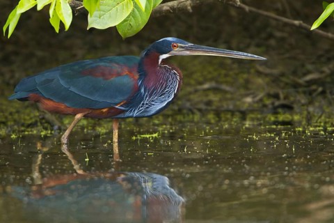 Agami Heron (Agamia agami), Peru