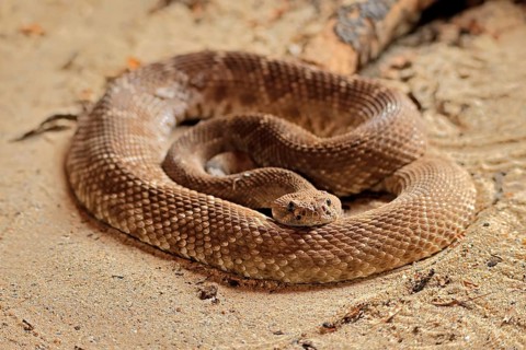 Red diamond rattlesnake (Crotalus ruber), adult, on ground, warming up, sunbathing, alert,