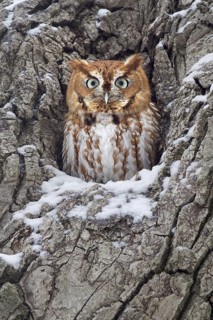 Eastern Screech Owl (Megascops asio), Ohio, USA