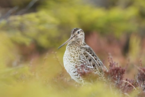 Great Snipe (Gallinago media), Buskerud, Norway
