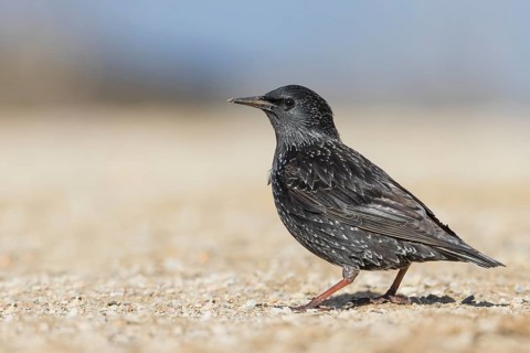 Spotless Starling - Einfarbstar - Sturnus unicolor, Spain, 1st Winter