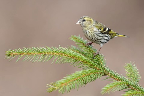 Eurasian Siskin (Spinus spinus) female perched on a branch, Poland