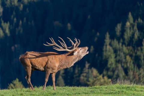 Rutting season. A red deer (Cervus elaphus) stands calling in a green meadow